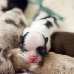 Chloe - Black and white female Chihuahua puppy in Harrison, Michigan from Cloud9 Chihuahuas