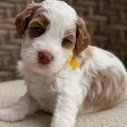 Fred - Parti male Goldendoodle puppy in Blanchard, Oklahoma from Dream Doodles by Dondi