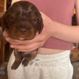 Blue collar - Chocolate male Cavalier King Charles Spaniel puppy in Mcgregor, Minnesota from Country Cavaliers