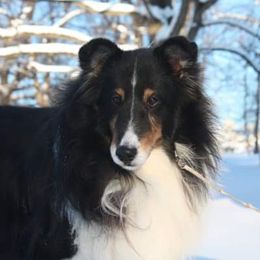 Shetland Sheepdogs from Songbrook Shelties