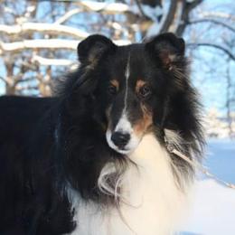 Shetland Sheepdogs from Songbrook Shelties
