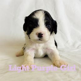 Girl 5 - female Portuguese Water Dog puppy in Vancouver, Washington from Portie Puppies