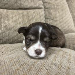 Toffee - Parti male Miniature Schnauzer puppy in Plaucheville, Louisiana from Honey Doux Southern Paws