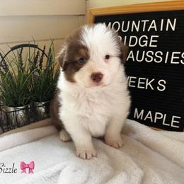 Sizzle - Red tri-color female Australian Shepherd puppy in Murrayville, Georgia from Mountain Ridge Aussies