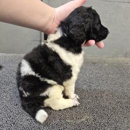 Parti Male - Parti male Poodle puppy in Patterson, California from Paterson Poodles