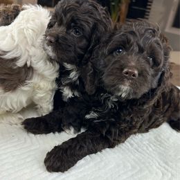 Bentley - Brown and white Cockapoo puppy in Queens, New York from The 2 Musketeers_Cockapoos