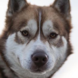 Bane - Siberian Husky