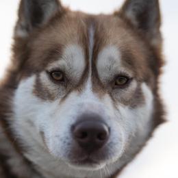 Bane - Siberian Husky