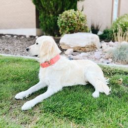 Elsa - Golden Retriever