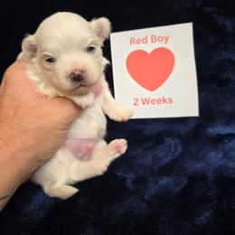 Red Male - White male Maltipoo puppy in Sahuarita, Arizona from Cowgirl's Legacy Maltipoos