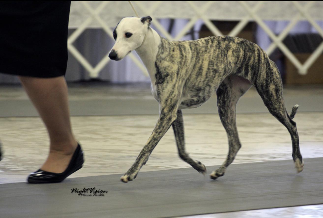 C in Georgia | Whippet puppies | Good Dog