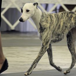 Whippets from C