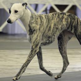 Whippets from C