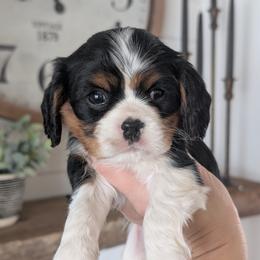 Leo - Tri-color male Cavalier King Charles Spaniel puppy in Stevens, Pennsylvania from Jodi's Cavalier King Charles Spaniels and Cavapoos