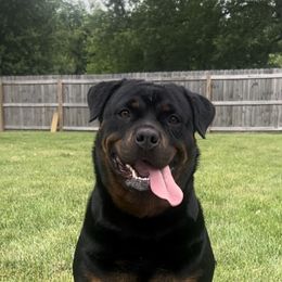Simone - Rottweiler