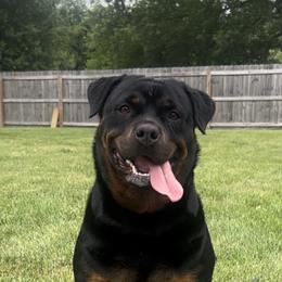 Simone - Rottweiler