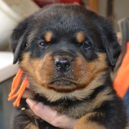 Girl 4 - female Rottweiler puppy in Dawson Springs, Kentucky from Lakeview Rottweilers