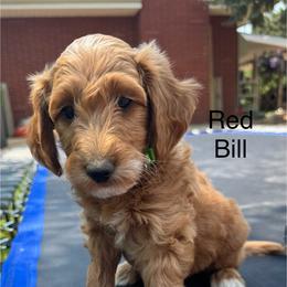 Bill - Red  male Goldendoodle puppy in Golden, Colorado from Golden Mesa Doodles
