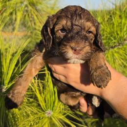 Romeo - Brown white and tan male Cockapoo puppy in Indiahoma, Oklahoma from Phamily Doodles