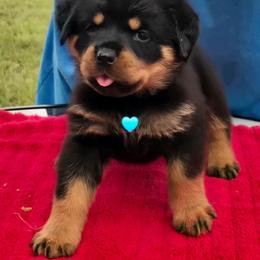 Light blue girl - Black and mahogany female Rottweiler puppy in Live Oak, Florida from K&R RANCH KENNELS