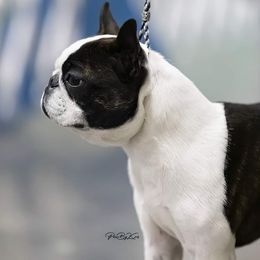 Ripley - Boston Terrier