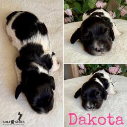 Dakota - AKC - Silky - Black and tan female Dachshund puppy in Kemp, Texas from Koli Acres