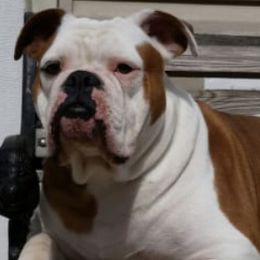 Olde English Bulldogges from A-C Kennel and Breeders