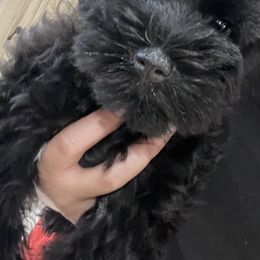 Miniature Schnauzer Puppies from SoCal Beards and Brows