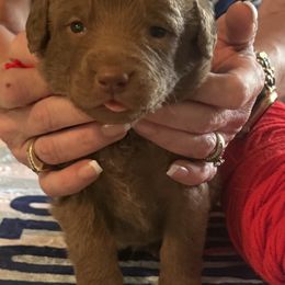 Red boy - Brown male Chesapeake Bay Retriever puppy in Houston, Texas from Monarch Chesapeakes