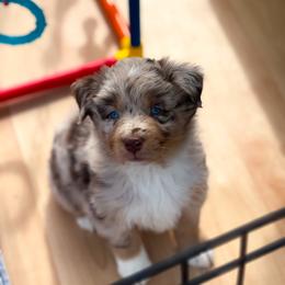 Joe - Red merle male Australian Shepherd puppy in Coldwater, Michigan from Northern Star Australian Shepherds