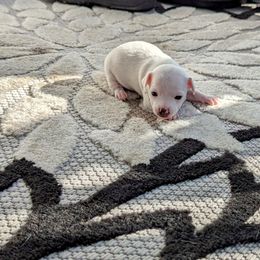 Chihuahua Puppies from Wilds Farms