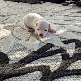 Chihuahua Puppies from Wilds Farms