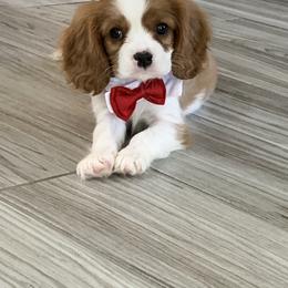 Cavalier King Charles Spaniel Puppies from Heaven Sent Cavaliers