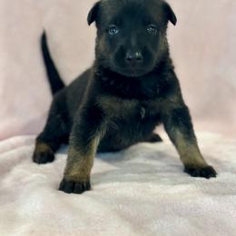 Dutch Shepherd Puppies from Lisa's Dutchies