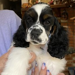 Cocker Spaniel Puppies from Lomapoint Cockers