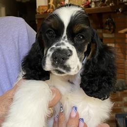 Cocker Spaniel Puppies from Lomapoint Cockers