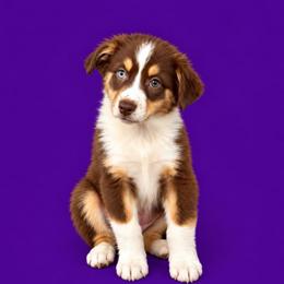 Lindy - Red tri-color female Australian Shepherd puppy in Alamogordo, New Mexico from Two Nichols Aussies