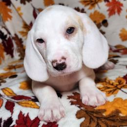Scott, 2nd Pick Male (Open) - Lemon and white male Beagle puppy in Bois D Arc, Missouri from Country Home Pets and Farm