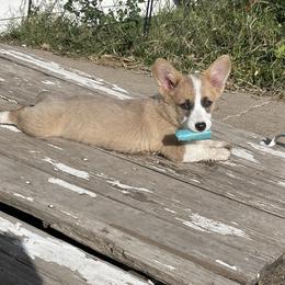Pembroke Welsh Corgi Puppies from Chase Em All Corgis