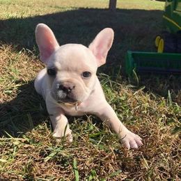 French Bulldogs from Fun Filled Frenchies