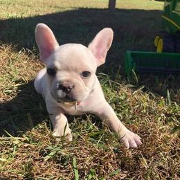 French Bulldogs from Fun Filled Frenchies