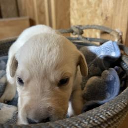 Yellow male 2 - Yellow male Labrador Retriever puppy in Falls City, Nebraska from Bassett Hounds & Labradors
