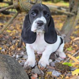 Girl4 - Black and white female Basset Hound puppy in Valley, Washington from Peaceful Valley Paws