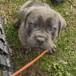 Cane Corso Puppies from Venom Cane Corsos