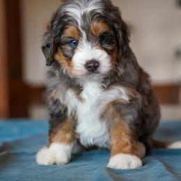 Boss - Merle male Bernedoodle puppy in Dundee, Ohio from Down Home Doodle