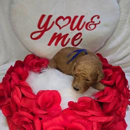 Billy - Red  male Goldendoodle puppy in Georgetown, Tennessee from Georgetown Designer & Purebred Puppies
