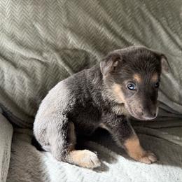 Girl 1 orange collar - Blue female German Shepherd puppy in Newsoms, Virginia from A Tier Above Shepherds