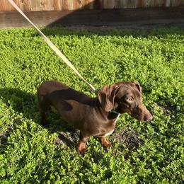 Norman - Dachshund