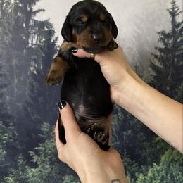 Green Boy - Black and tan male Dachshund puppy in Medina County, Ohio from Wilderness Weenies
