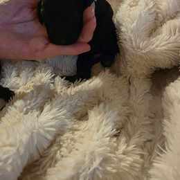 Miss Grey - Black female Poodle puppy in Parachute, Colorado from shelby ealey